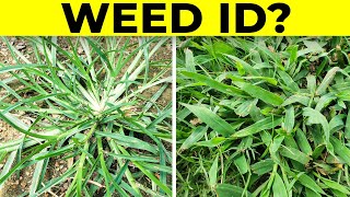 Identify Grassy Weeds in the Lawn including Dallisgrass Crabgrass Goosegrass and Bahiagrass [upl. by Anirdua]