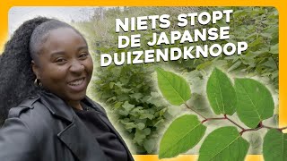 Hoe kom je van de DUIZENDKNOOP af  Maar Natuurlijk [upl. by Nivled680]