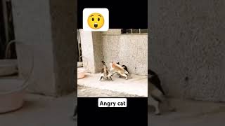 EXTREME FIGHTS Cat vs Dog Who Reigns Supreme funny [upl. by Basia]