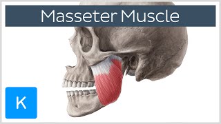 Masseter Muscle Origin Insertion Innervation amp Function  Anatomy  Kenhub [upl. by Graces]