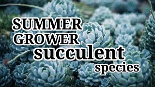 Succulents that grow in Summer Part 2 Winter Dormant Succulents [upl. by Nathanial600]