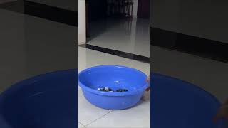 The intelligent monkey Luk voluntarily goes to do laundry cute animals family funny funnyvideo [upl. by Inalem805]