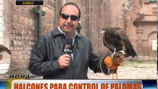 Halcones para control de palomas [upl. by Lowell]