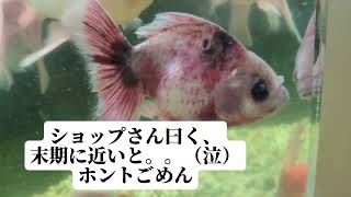 金魚の病気治し方 もうダメだと思ってた [upl. by Monte]