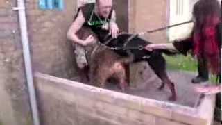 RSPCA Video  The Dog Rescuers Episode 5 [upl. by Notniw]