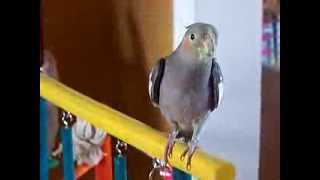 kiwi le cockatiel qui chante [upl. by Trip]