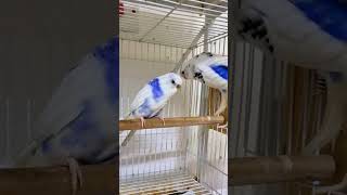 recessive pied budgie budgies parrot birdslover recessivebudgie [upl. by Eelam]