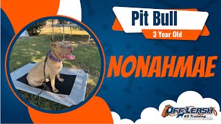 Transforming Nonahmae The Incredible Journey of a 3YearOld Pit Bull with Trainer Mark [upl. by Ahcatan283]