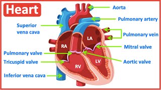 HEART ANATOMY in 3 MINUTES Memorize parts of the heart [upl. by Feldman693]