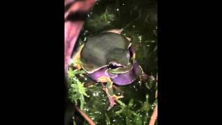 Pine Barrens tree frog calling in the New Jersey Pinelands 2016 [upl. by Gennaro]