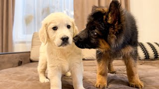 German Shepherd Puppy Meets Golden Retriever Puppy for the First Time [upl. by Ellehsem]