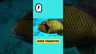 Splashy ABCs Short Part 7  Learn Aquatic Animals from A to Z  abcd viral kids trending [upl. by Dieter568]