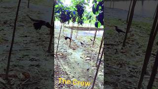 The Crow in the garden crow youtabeshortvideo crowfacebookreels [upl. by Medrek239]