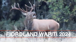 Fiordland Wapiti Madness Best Deer Hunt Ever Lower Glasnock 2024 Hunting NZ Hunting New Zealand [upl. by Stirling]