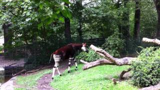 Okapi Okapia johnstoni at Berlin Zoo Berlin Germany 14 July 2011 [upl. by Eriuqs]