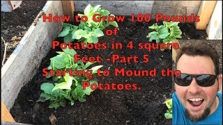 How to Grow 100 Pounds of Potatoes in 4 Square Feet  Part 5 Mounding My Potatoes [upl. by Catto608]