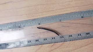 Snake Millipede speed can be calculated using the ruler UK wild nature put in garden unharmed [upl. by Irrot572]