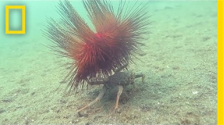 Watch Carrier Crab Uses Spiny Urchin As Shield  National Geographic [upl. by Hako]