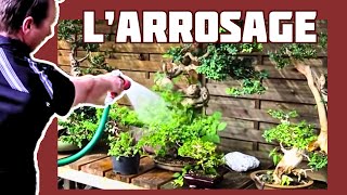 LArrosage des Bonsaïs 🌱 NEJIKAN BONSAI 🌱 [upl. by Odo]