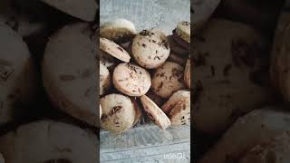 Jeera cookies trending recipe shortsfeed shortsvideo youtubeshorts viralvideo [upl. by Saixela]