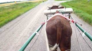 Ox Training Long Reins and Verbal Commands from the Cart Seat [upl. by Yentrok]