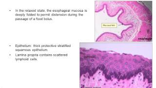 Upper gastrointestinal histology [upl. by Assirec]