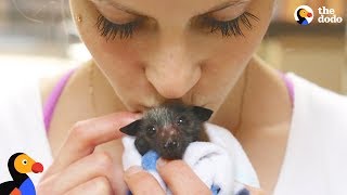 Woman Rescues Bats That Help Her Fight Anxiety  The Dodo [upl. by Onnem]