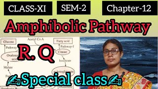 CLASS  11💥 SEM2📚 Chapter12✍️🔜 Amphibolic Pathway🔄 amp RQ🚀 in bangla 💯 [upl. by Rabin]