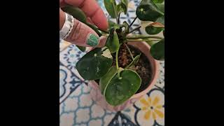 Variegated Pilea Peperomoides [upl. by Aihgn]