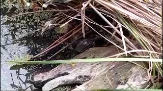 Tortoise in Kaaya eco resort  Yaala [upl. by Featherstone]