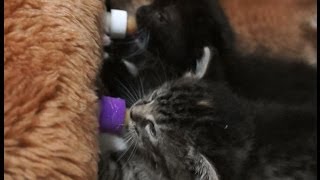 Eastlands Orphan Kitten Rescue quotBottle feeding by the litterquot [upl. by Poler]