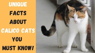 Why Calico Cats Are So SPECIAL and UNIQUE [upl. by Wanda]