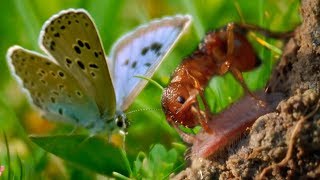 Ants Adopt a Butterfly  BBC Earth [upl. by Reginauld879]