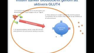 Blodsockret regleras av insulin och glukagon [upl. by Hollington]