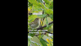 Cet oiseau est très rare en Suisse et nous lavons observé [upl. by Yriek]