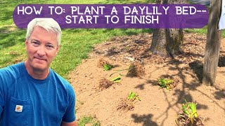 PLANT A DAYLILY BED  Everything You Need for Successful Planting [upl. by Enneirb]