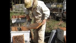 Comment élever les abeilles pour produire du miel et de la propolis [upl. by Ginnifer354]