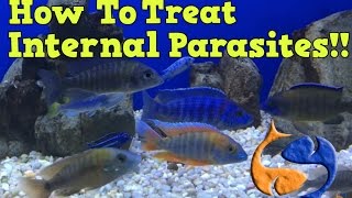 How To Treat For Internal Parasites In Your Fish Part 1 Medicate The Food KGTropicals [upl. by Ityak]