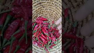 Harvesting lots of red chillies 🌶️🌶️amp long beans 🫘🫘gardening shrots [upl. by Courtney]