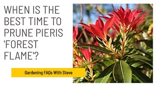 When is the best time to prune Pieris Forest Flame  Gardening for Beginners [upl. by Ellimac]