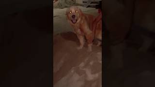 Kitna balu lagega 😄bruzzo funny bruzo trending doglover viralvideo dog shorts cutegolden [upl. by Ymerej]