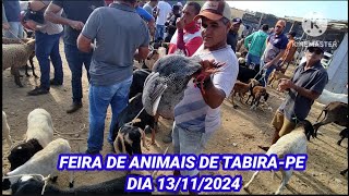 Feira de Caprinos  Ovinos e Suínos de TabiraPE dia 131124 [upl. by Aley]