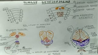 Tongue Development  Only One Page  TCML [upl. by Lavona248]