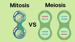 How is Meiosis different than Mitosis [upl. by Strenta]