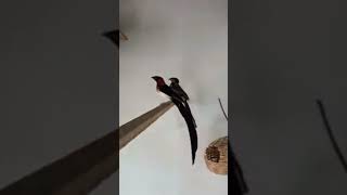 Paradise Birds From Indonesia birds bird birdsloverOliPets [upl. by Yetak]