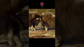 Mighty Bisons Fight animals wildlife fighting ytshortyoutubeshorts [upl. by Les910]