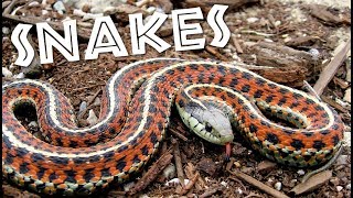 All About Snakes for Kids Learn about Snakes for Children  FreeSchool [upl. by Vivle]