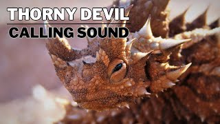 Thorny Devil Calling Sound [upl. by Drusilla]