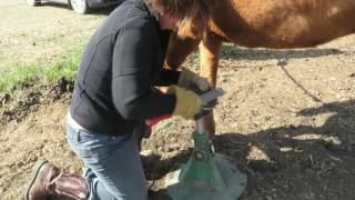 Farrier Trimming Dry Hooves [upl. by Solita]