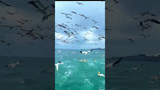 Beautiful Birds Enjoying Sea Water ♥️ [upl. by Cul]